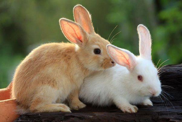 属兔的女人和什么属相最般配_男属相兔和什么属相配_属相兔和属相猴的关系