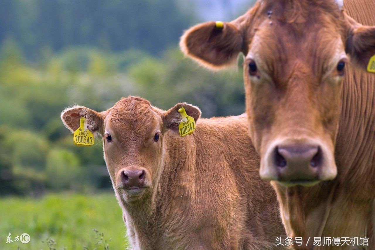 牛牛运势：1997年属牛的人有着什么样的性格命运呢？