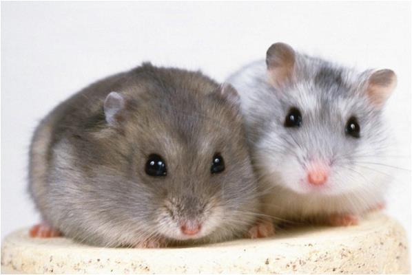 3、四八年的鼠是什么命寿命:年出生属鼠的是什么命？能活多久？