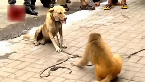 1、猴与狗婚配是否合适:属猴和属狗的相配吗