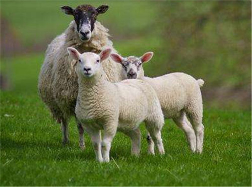 2、属羊男和什么属相最配对:属羊的和什么属相最配，才能永远的在一起？