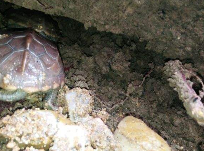 4、乌龟冬眠和死了区别图:乌龟冬眠和死亡有哪些可以分辨的不同特征？